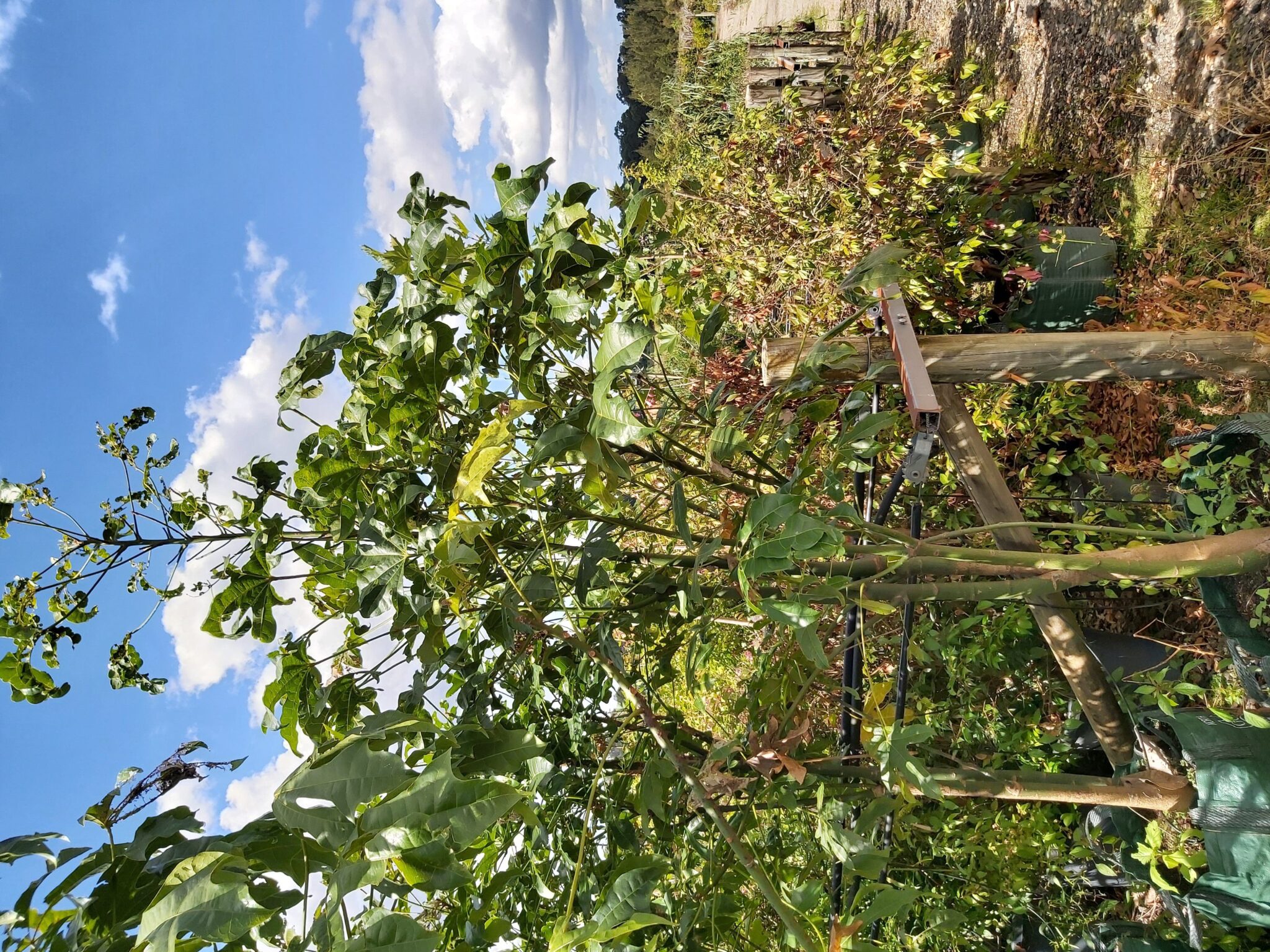 Brachychiton Acerifolius Tree | Brachychiton acerifolius : Illawarra ...