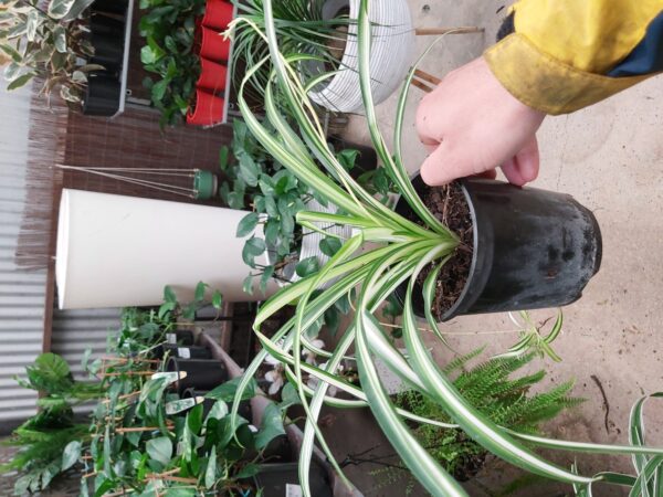 Chlorophytum comosum 'Spider Plant' 140mm