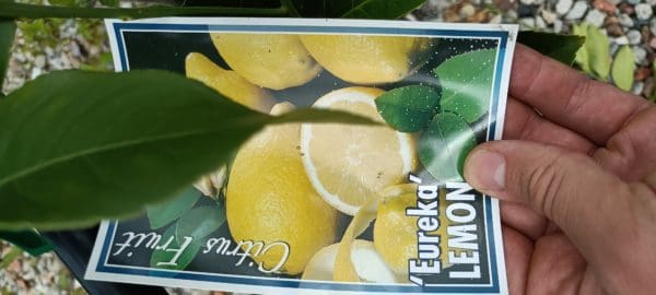 Citrus limon 'Lemon Eureka' 5L