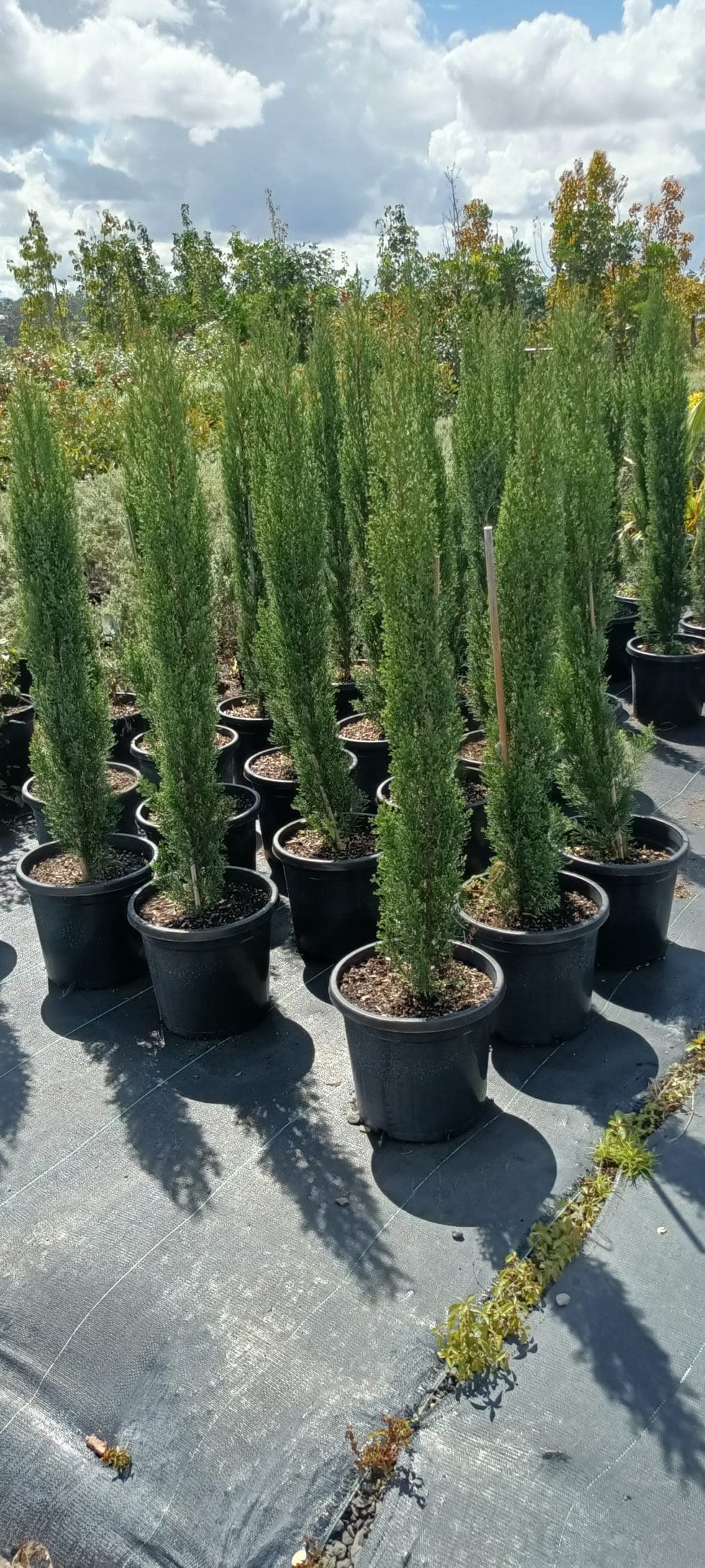 Cupressus sempervirens Glauca ‘Italian Pencil Pine’ 300mm Camden