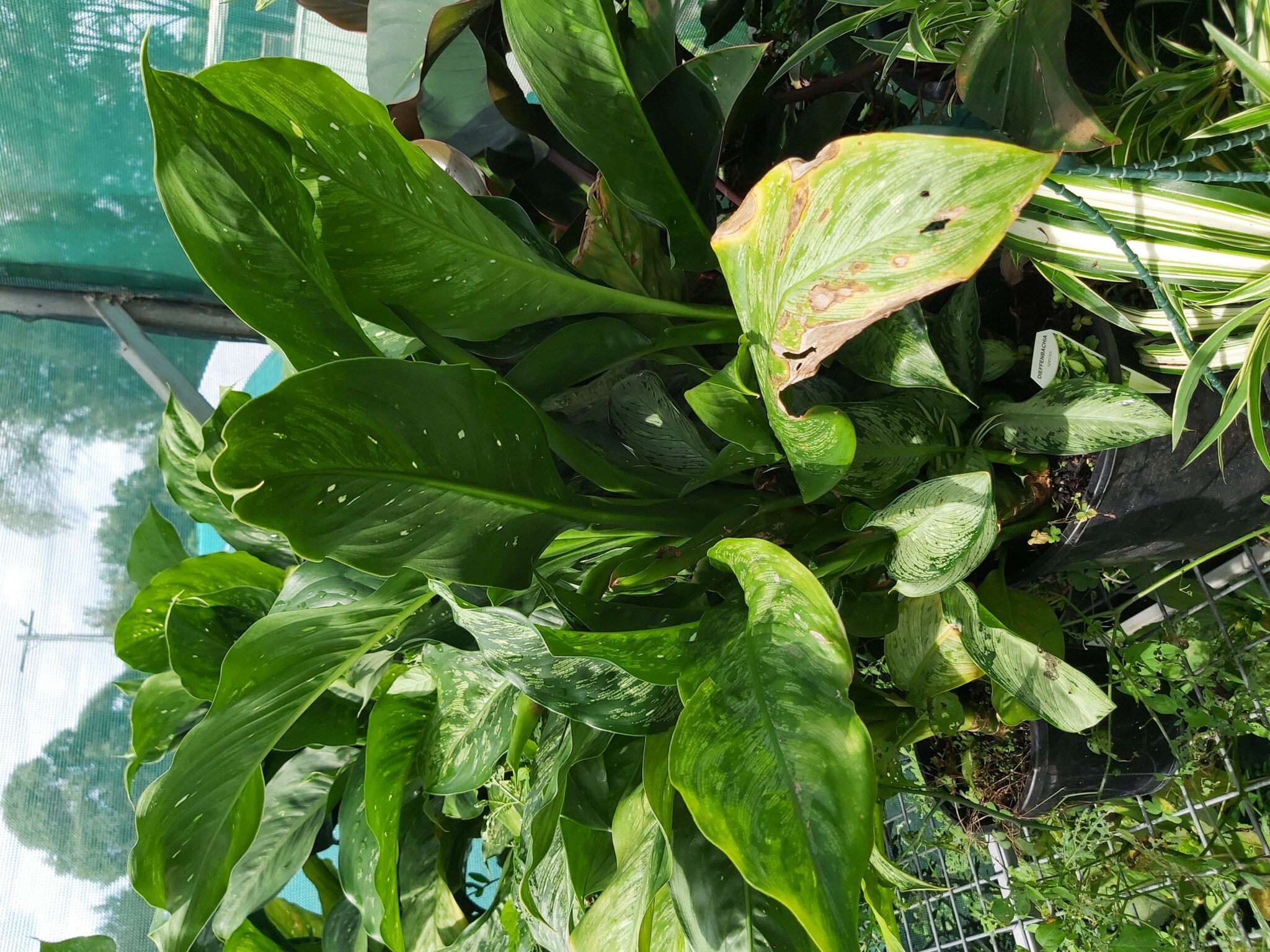 Dieffenbachia Seguine Dumb Cane Starbright 250mm Camden Nurseries