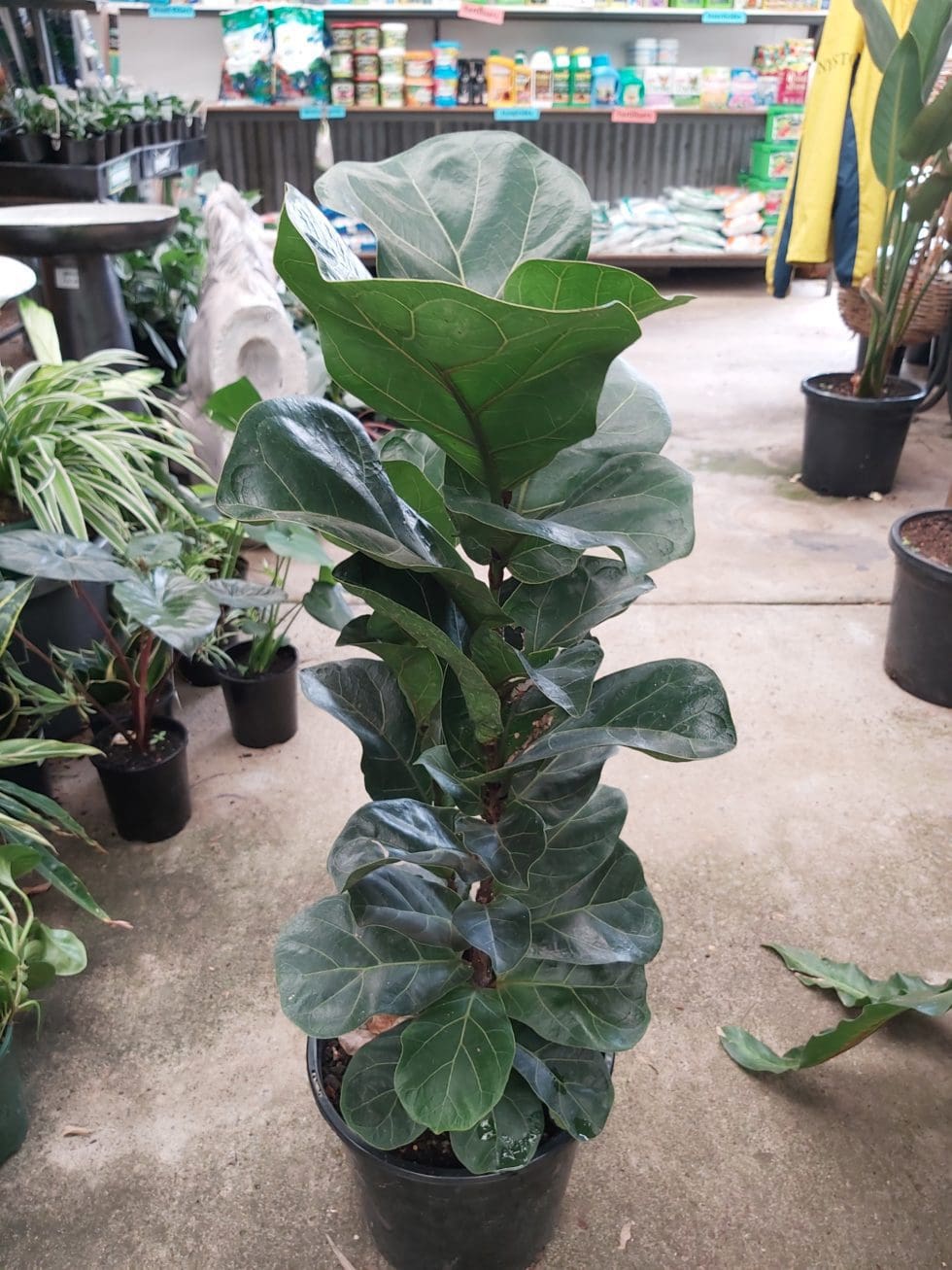 Ficus lyrata Bambino ‘Fiddle Leaf Fig Dwarf’ 200mm Camden Nurseries