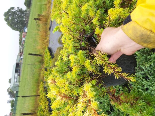 Juniperus confertus 'All Gold' 200mm