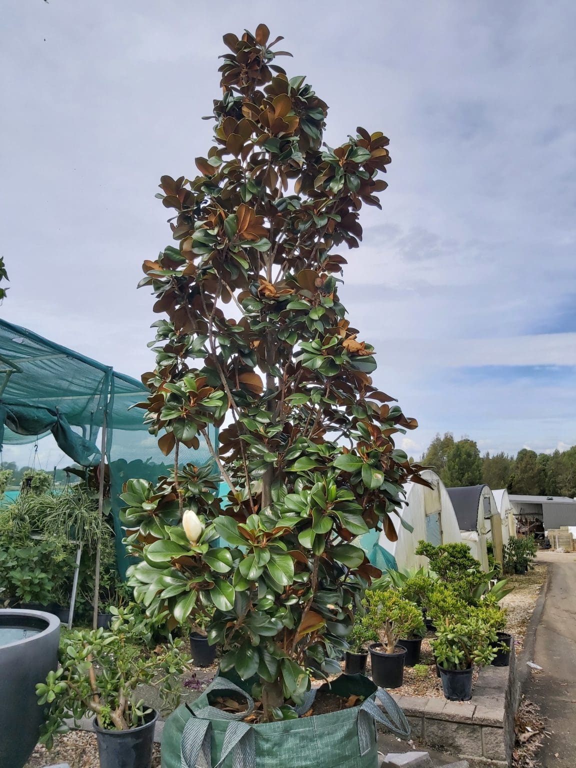 Magnolia grandiflora ‘Teddy Bear’ 200L Camden Nurseries