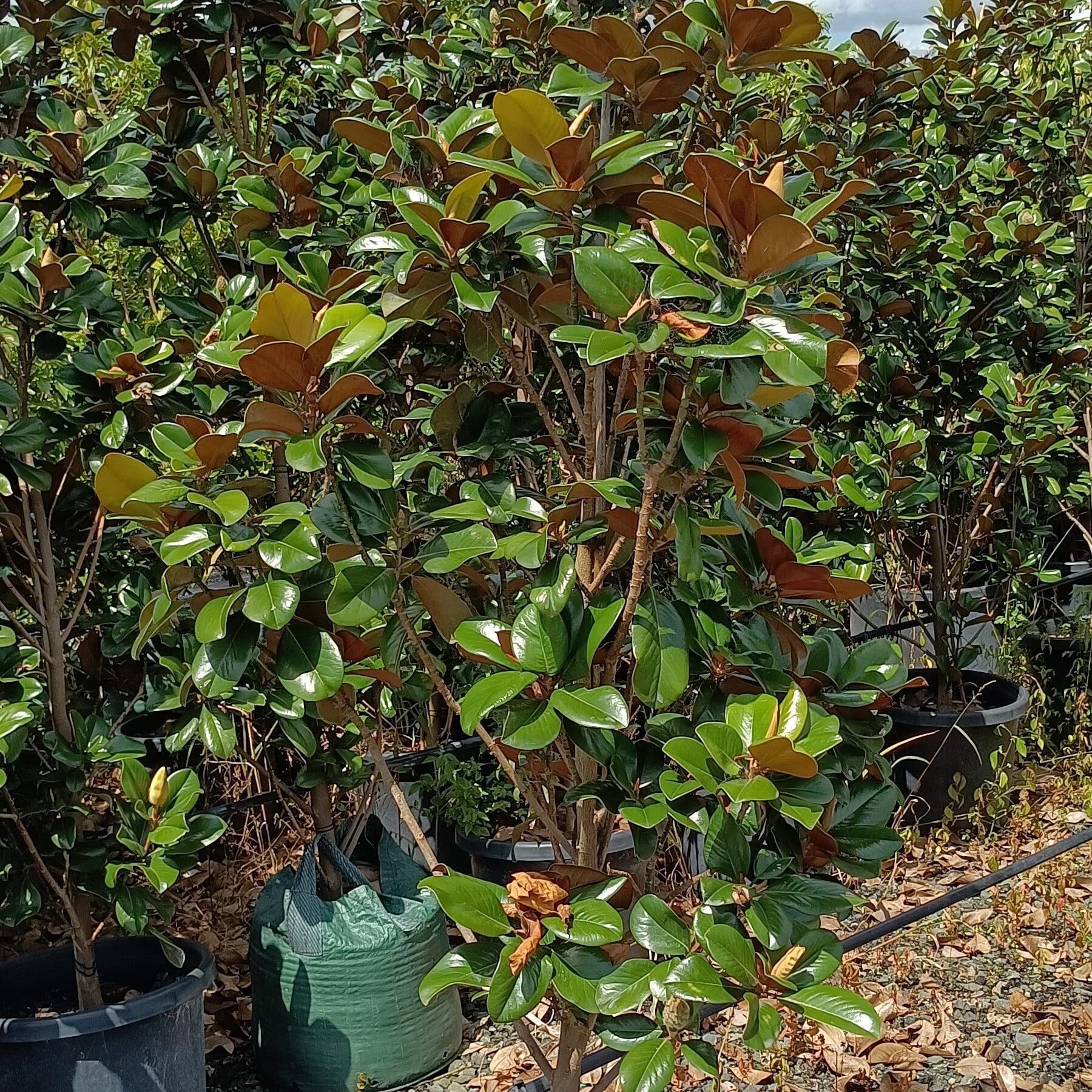 Magnolia grandiflora 'Teddy Bear' 75L Camden Nurseries