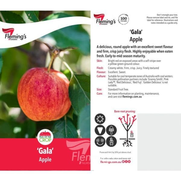 Apple 'Gala' 400mm