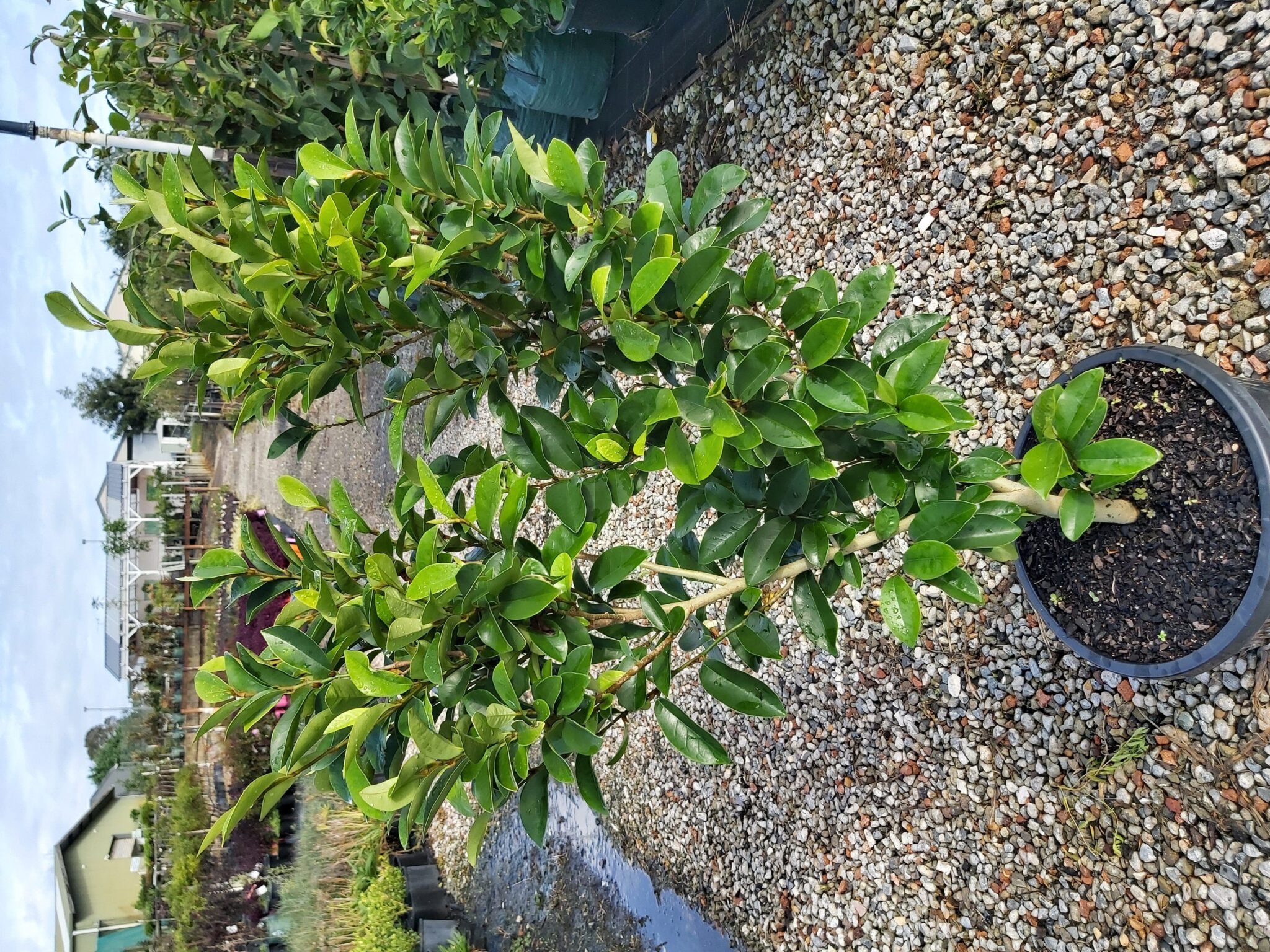 Michelia Figo Port Wine Magnolia Coco 300mm Camden Nurseries