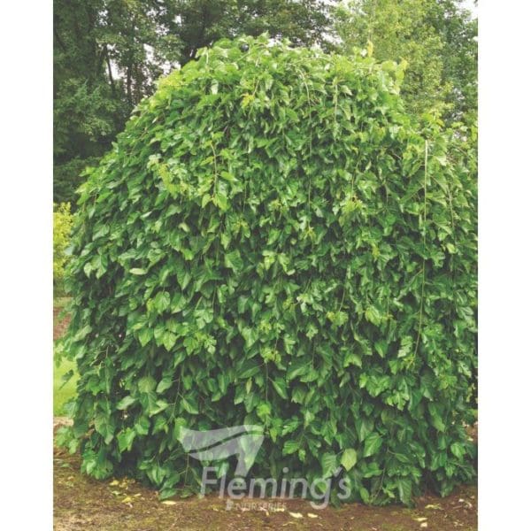 Morus alba Chaparral 'Weeping Mulberry' standard (120cm) 100L - Image 2