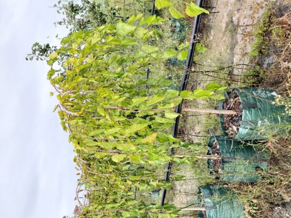Morus alba Chaparral 'Weeping Mulberry' standard (120cm) 100L