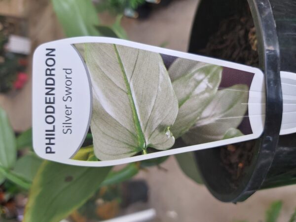 Philodendron hastatum 'Silver Sword' 140mm - Image 2