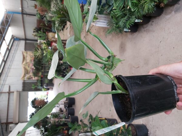 Philodendron hastatum 'Silver Sword' 140mm