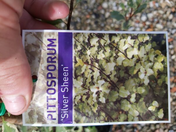 Pittosporum tenuifolium 'Silver Sheen' 200mm - Image 2