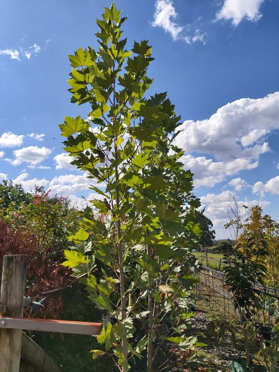 Platanus x acerifolia ‘London Plane Tree’ 75L | Camden Nurseries