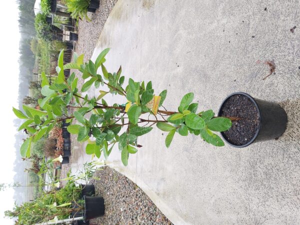 Psidium guajava 'Guava Amman' 250mm