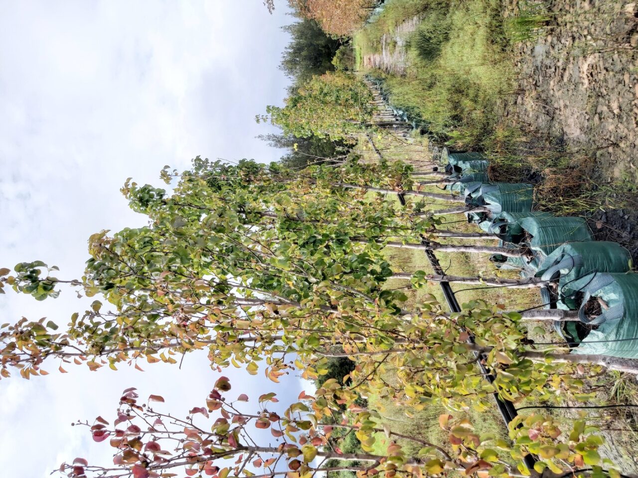 Pyrus calleryana ‘Cleveland Select’ 75L | Camden Nurseries