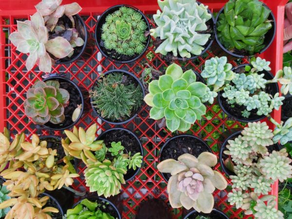 Succulent (assorted) 100mm