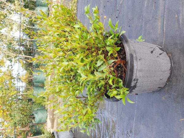 Syzygium australe 'Bush Christmas' 300mm