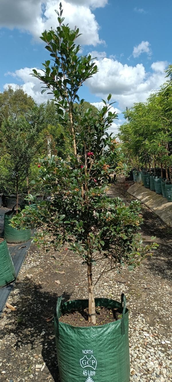 Syzygium australe 'Resilience' 45L