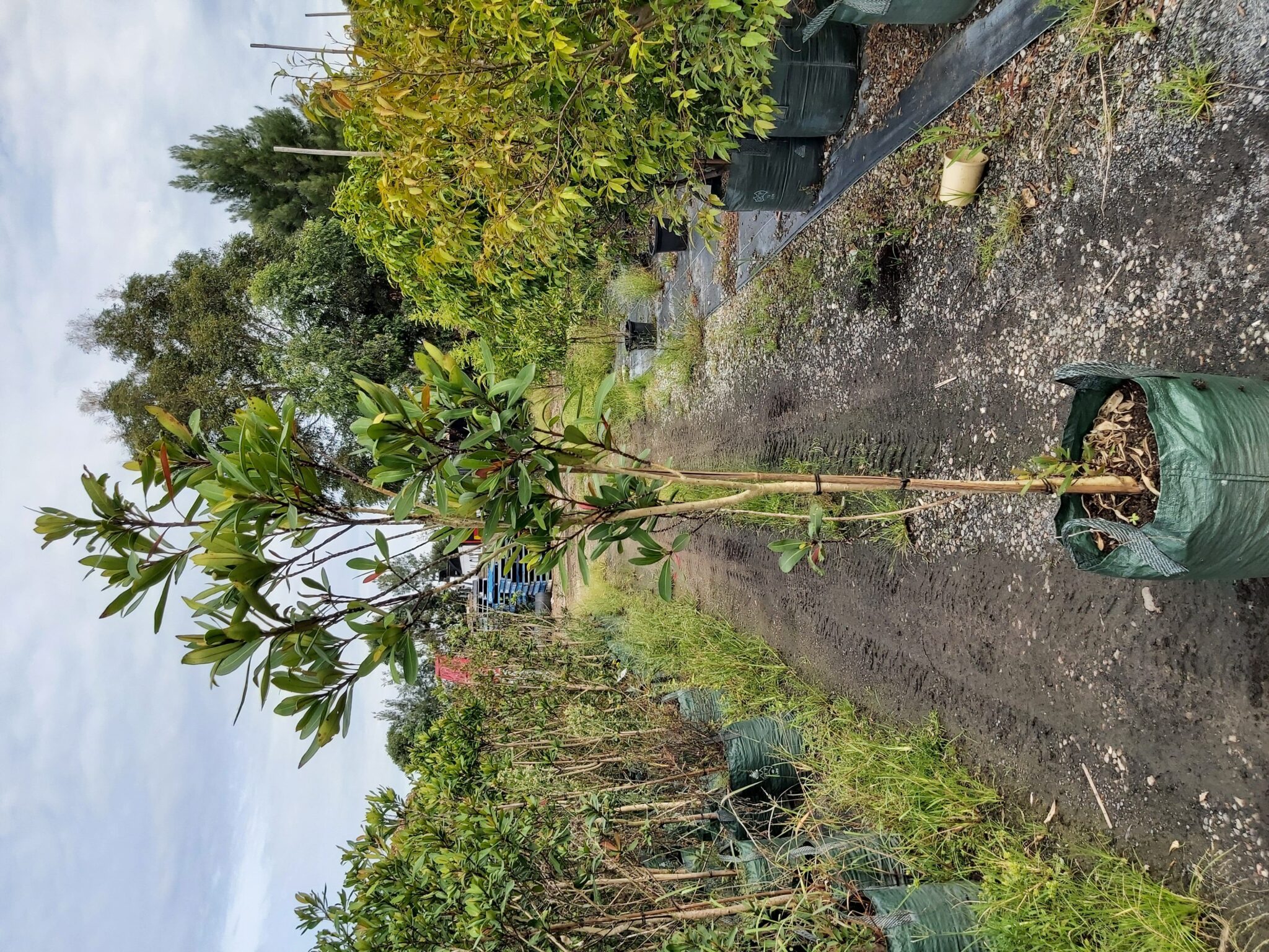 Tristaniopsis laurina ‘Water Gum’ 45L Camden Nurseries