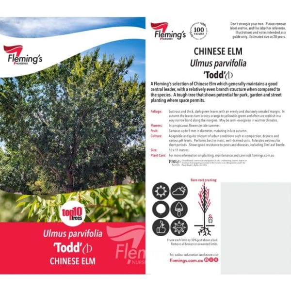 Ulmus parvifolia 'Chinese Elm - Todd' 75L