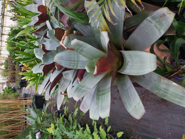 Alcantarea imperialis 'Giant Bromeliad Silver Plum' 300mm
