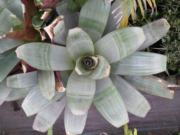 Alcantarea imperialis 'Giant Bromeliad Silver Plum' 300mm - Image 2