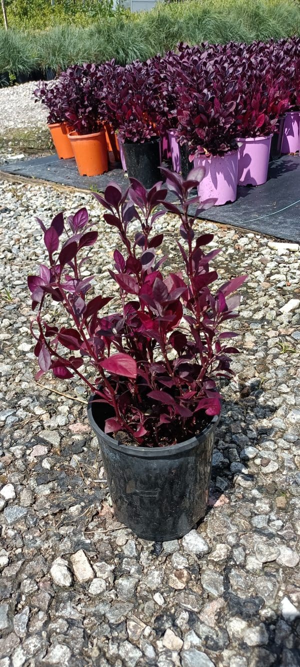 Alternanthera dentata 'Little Ruby' 140mm