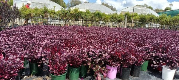Alternanthera dentata 'Little Ruby' 140mm - Image 2
