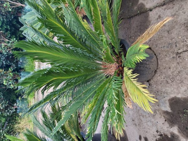 Cycas revoluta 'Cycad' 200mm