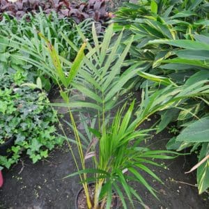 Dypsis lutescens ‘Golden Cane Palm’ 400mm | Camden Nurseries