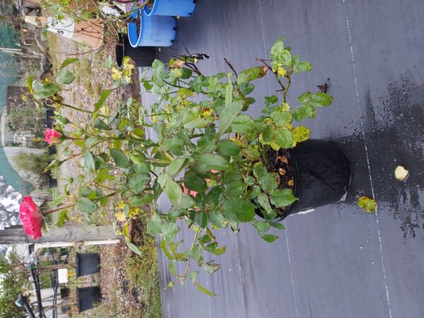 Rose bush 'Iceberg' 200mm