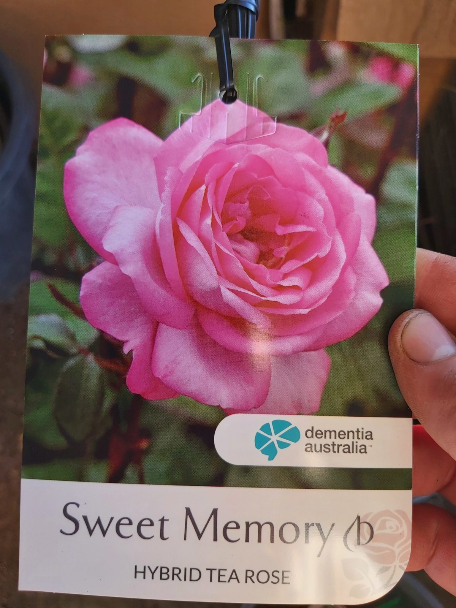 Rose bush ‘Hybrid Tea New’ 200mm Camden Nurseries