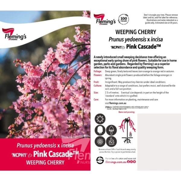 Weeping Cherry 'Pink Cascade' tall (180cm) 500mm