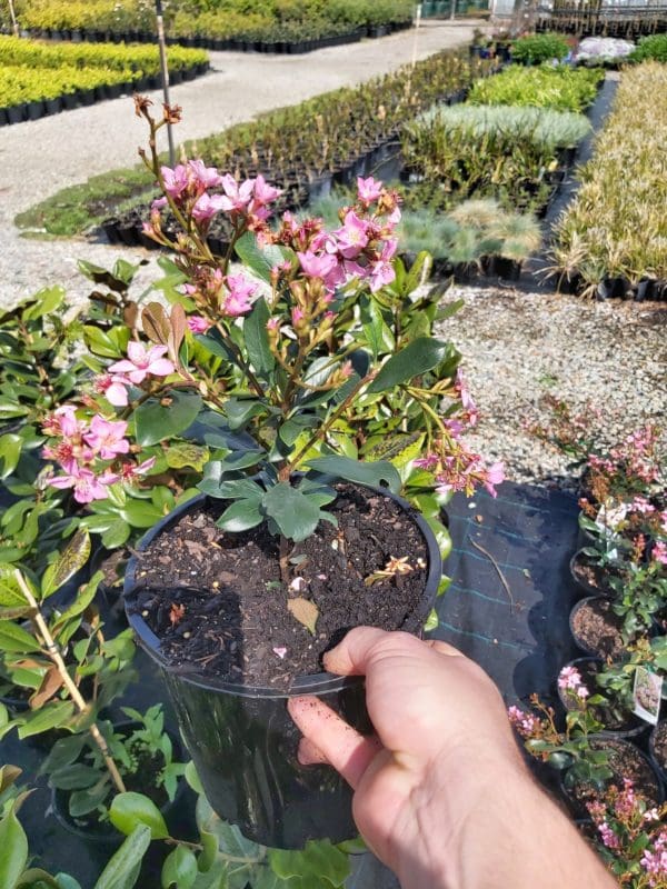 Rhaphiolepis ‘Apple Blossom’ 200mm | Camden Nurseries