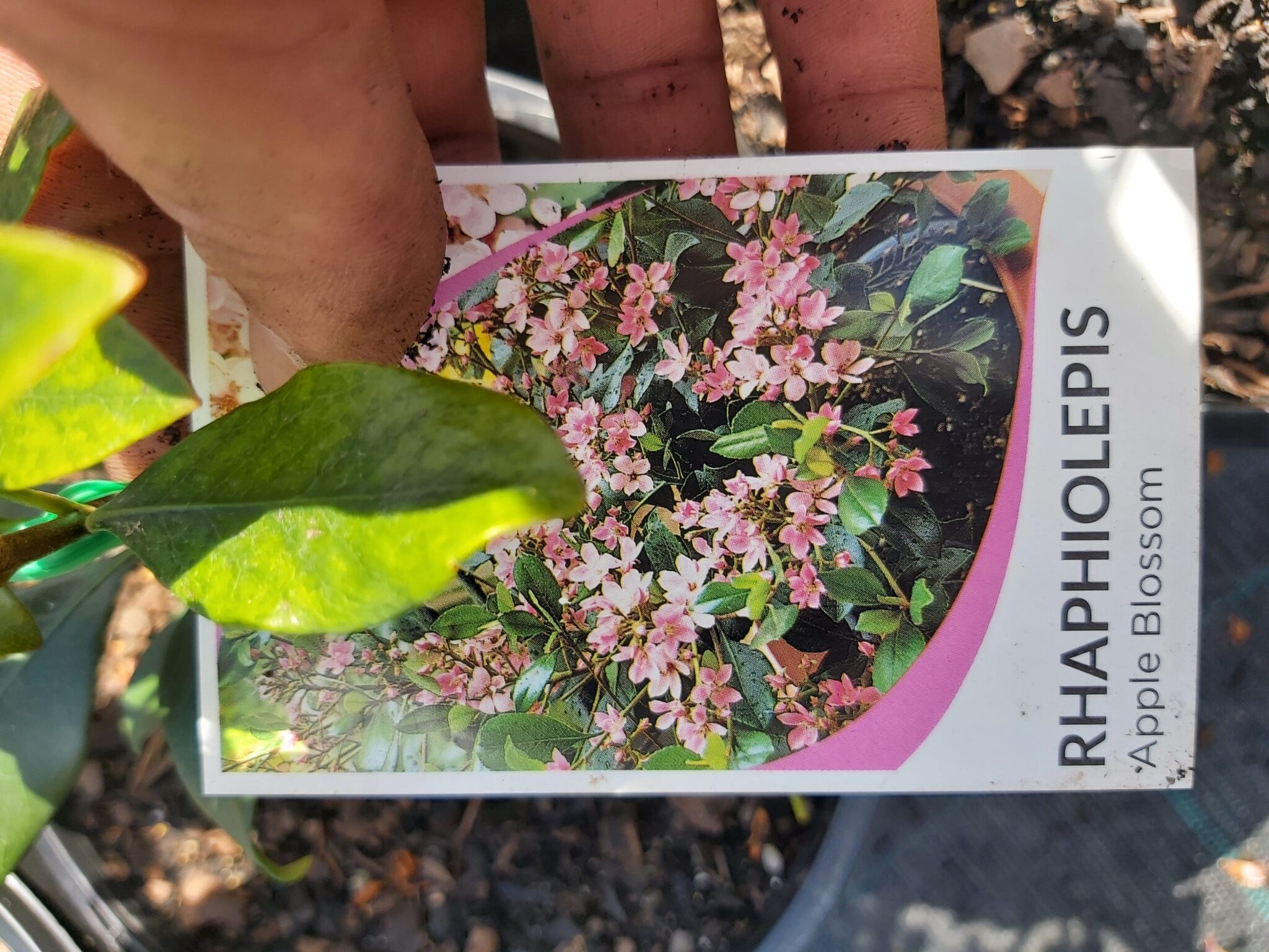 Rhaphiolepis ‘Apple Blossom’ 200mm | Camden Nurseries