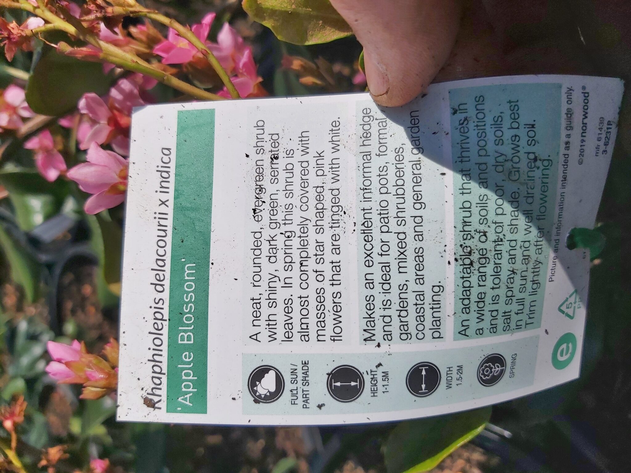 Rhaphiolepis ‘Apple Blossom’ 200mm | Camden Nurseries