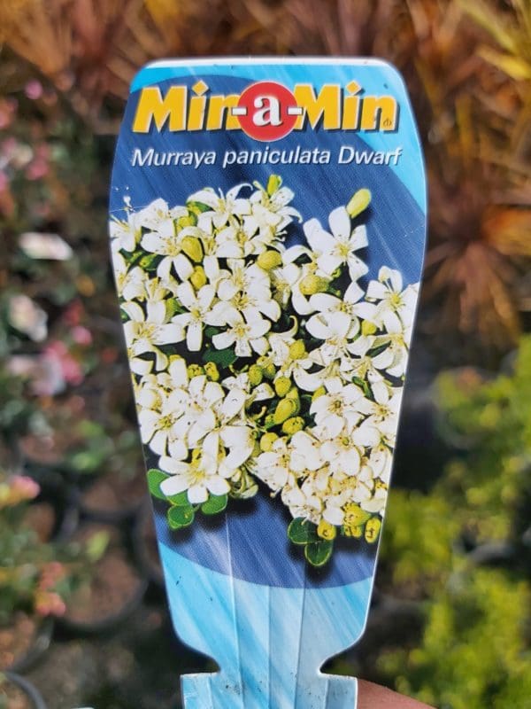 Murraya paniculata ‘MinaMin’ 200mm Camden Nurseries
