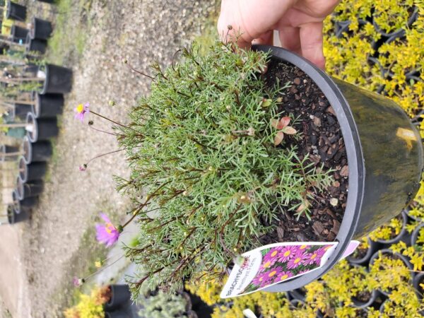 Brachyscome multifida 'Amethyst' 200mm