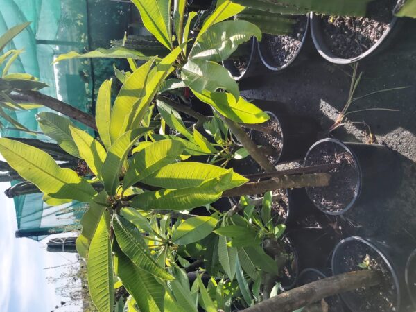 Plumeria acutifolia 'Frangipani White' 200mm