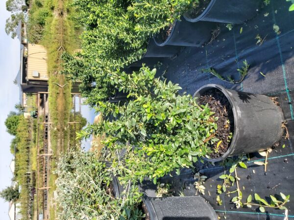 Euonymus microphyllus 'Tom Thumb' 200mm