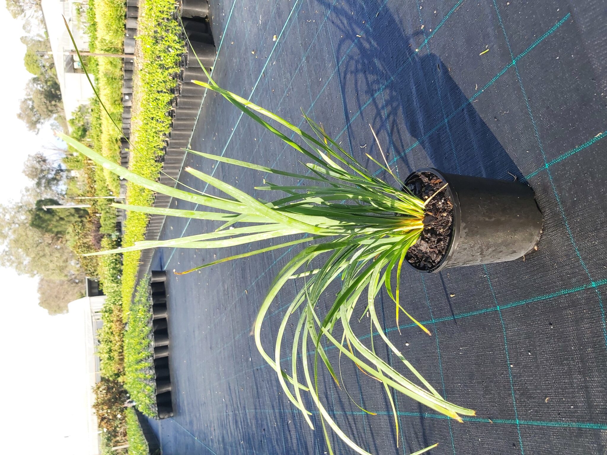 Lomandra longifolia ‘Matrush’ 140mm Camden Nurseries