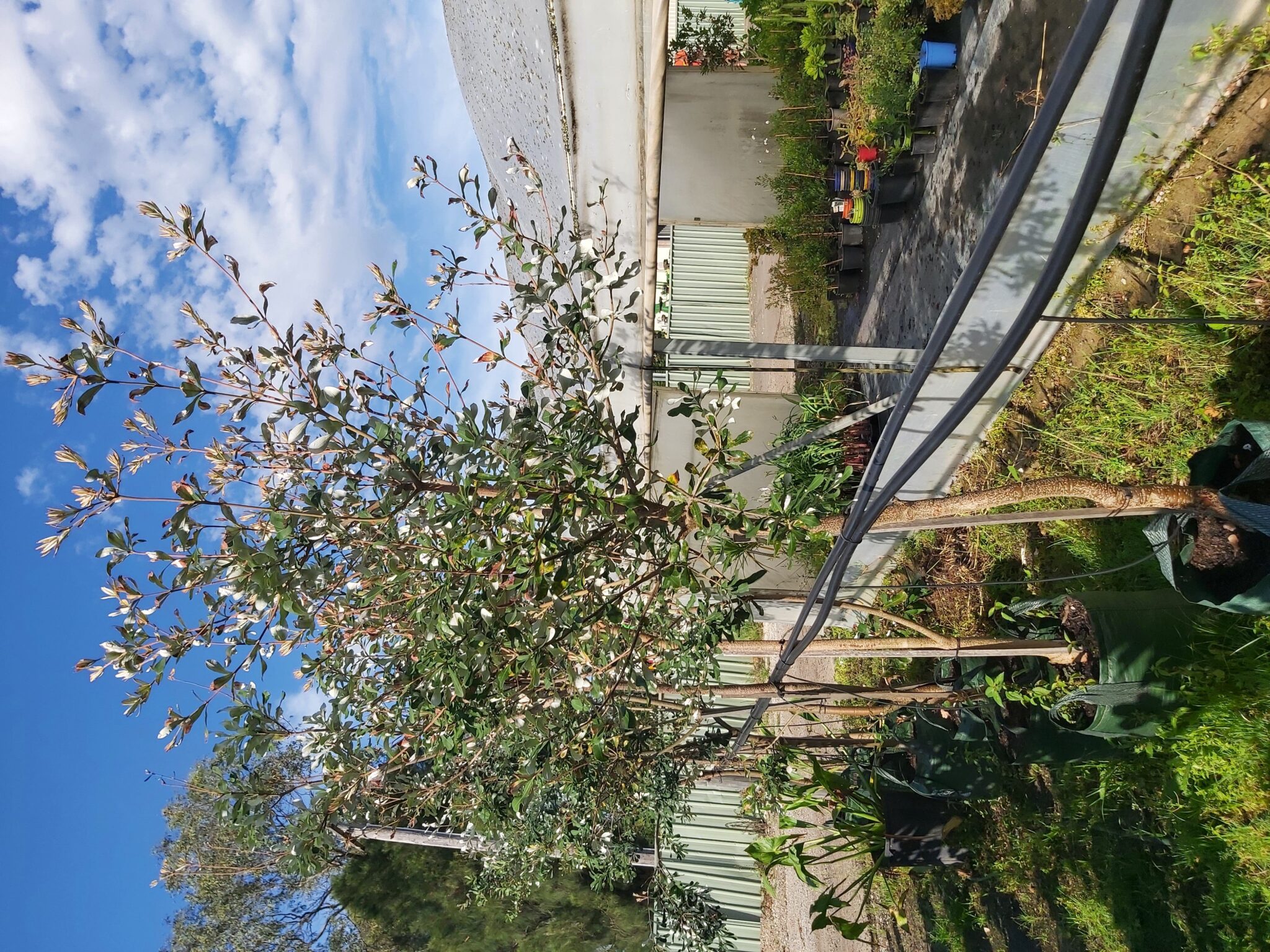 Banksia integrifolia ‘Coast Banksia’ 75L Camden Nurseries