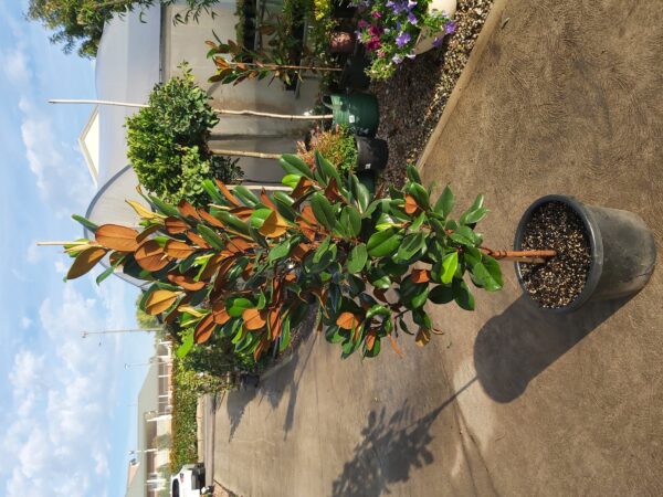 Magnolia grandiflora 'Teddy Bear' 400mm / 45L