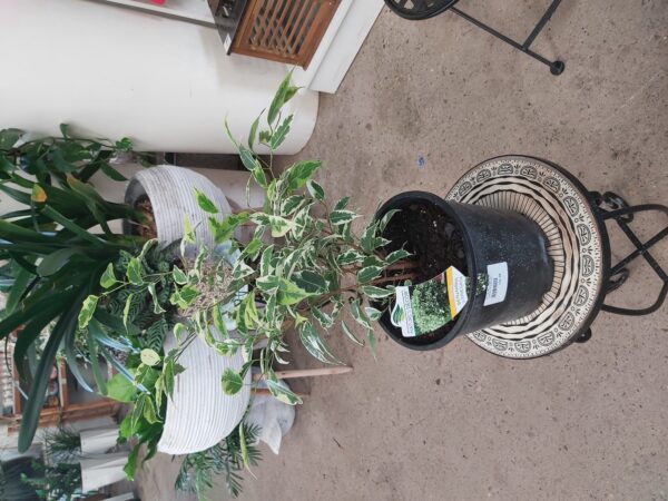 Ficus benjamina 'Variegated Weeping Fig' 200mm