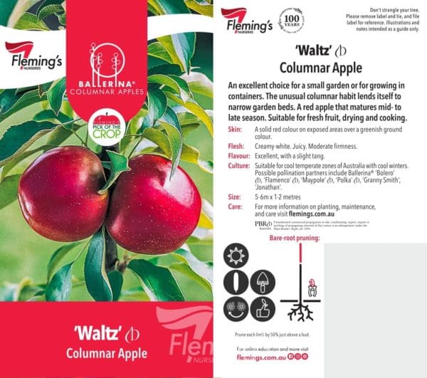 Ballerina Apple 'Waltz' 300mm