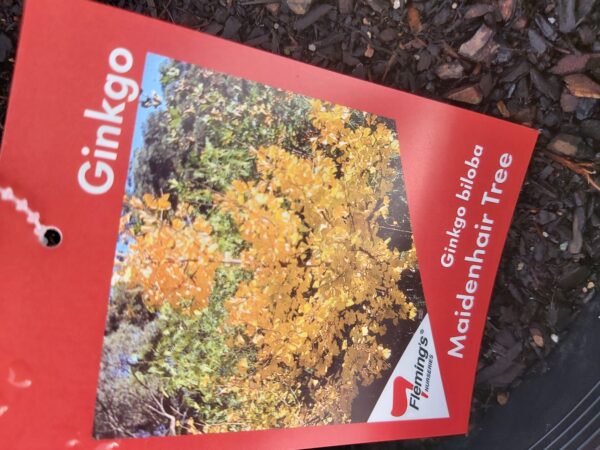 Ginkgo biloba 'Maidenhair Tree' 300mm