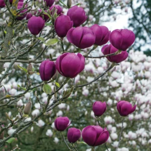 Magnolia 'Black Tulip' 300MM