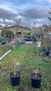 Magnolia Black Tulip® is an upright smaller tree growing to a height of about 5m, making it suitable for smaller gardens or featured in larger landscape plantings.