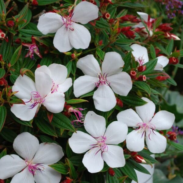 Tibouchina 'Peace Baby' 200MM - Image 3
