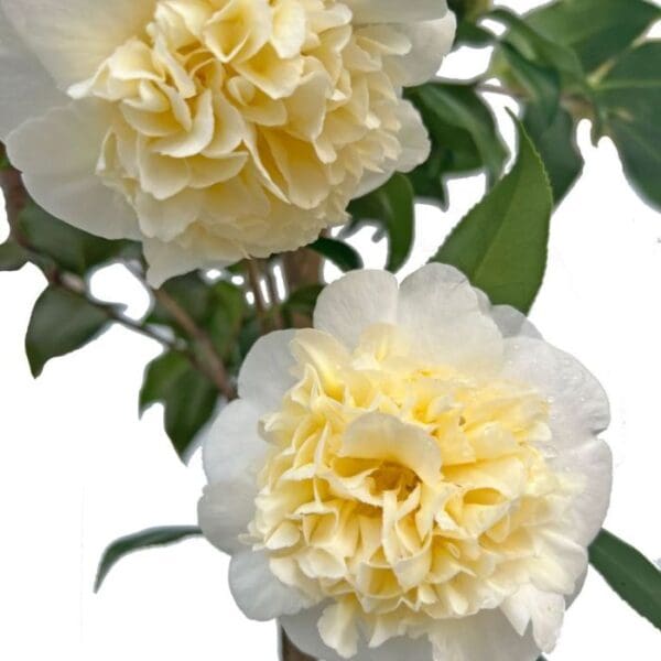 Camellia 'Brushfield's Yellow' 200MM - Image 2